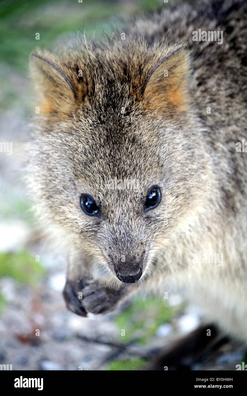 Cute Quokka Stock Photo