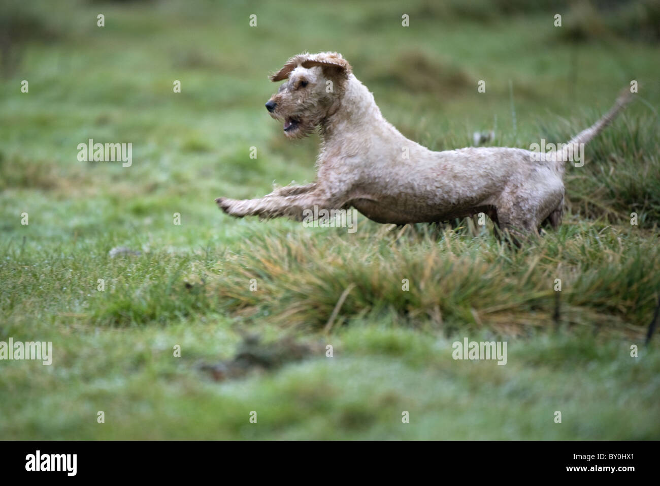 Cockapoo on a shoot day Stock Photo - Alamy