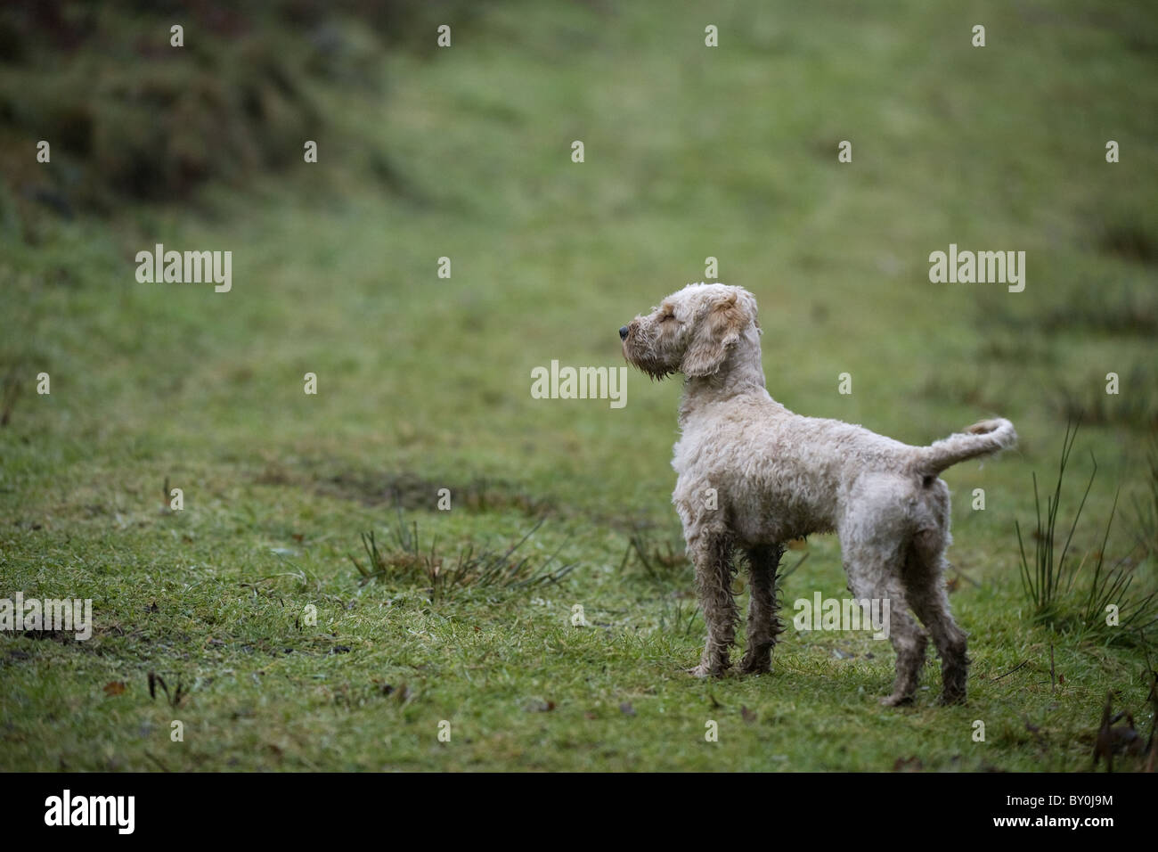 Cockapoo on a shoot day Stock Photo - Alamy