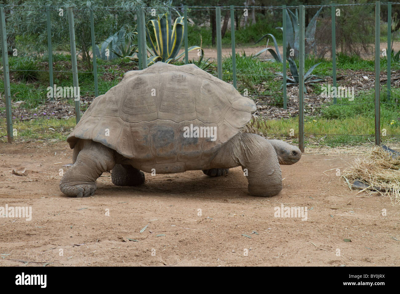 Galapagos tortoise at western plains zoo, dubbo Stock Photo