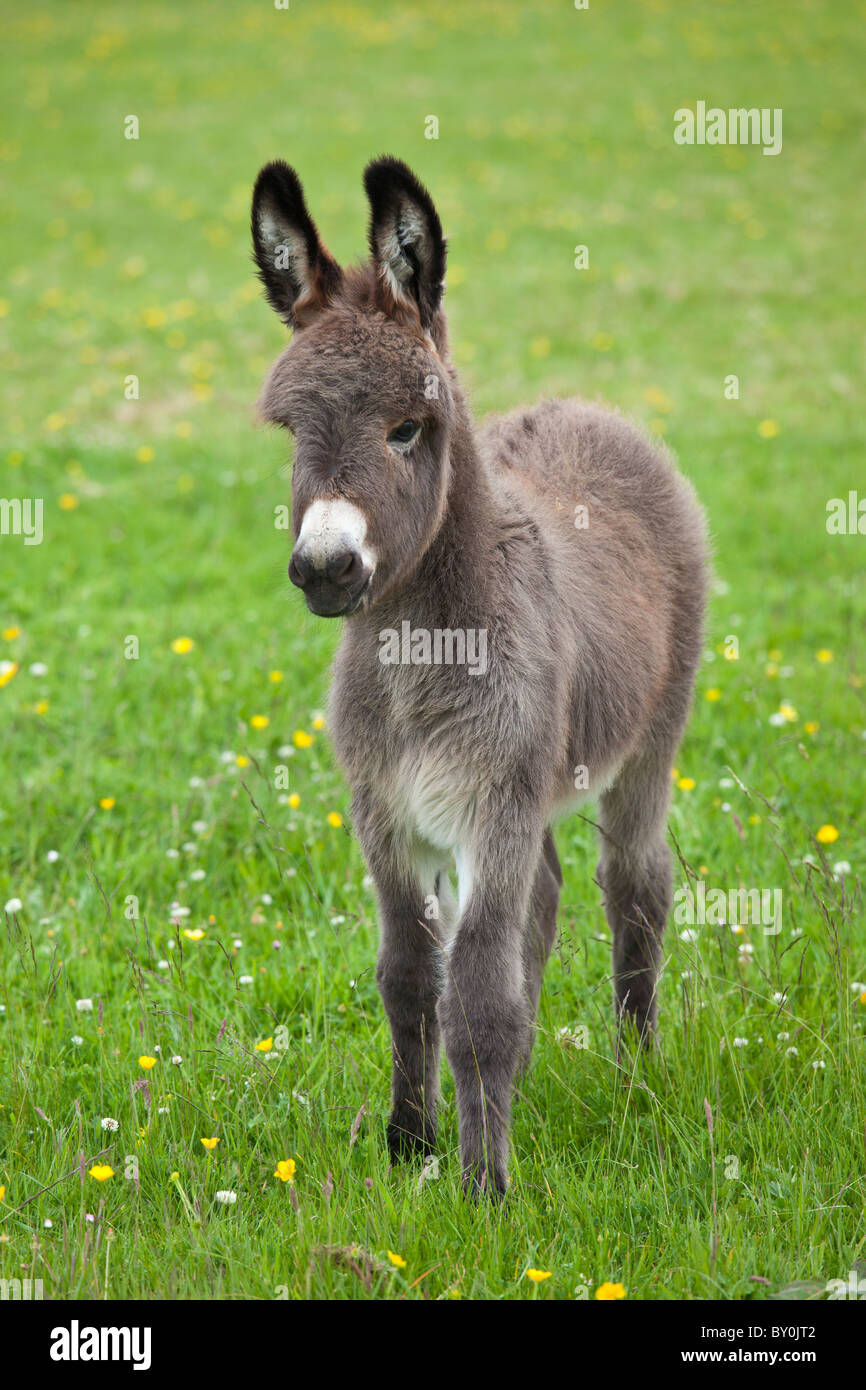 Donkey foal in Connemara, County Galway, Ireland Stock Photo Alamy