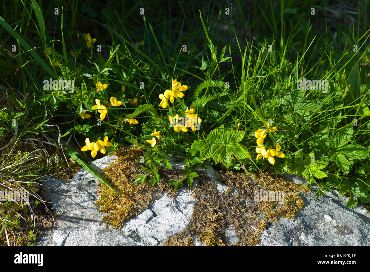 Native wildflowers and lichen of The Burren, County Clare, West of Ireland Stock Photo
