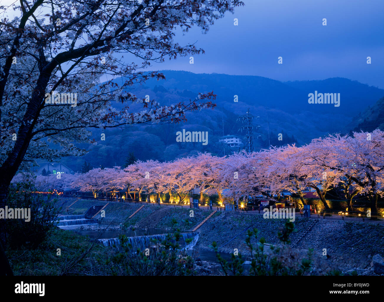 Illuminated Cherry Blossoms at Hayakawa Bank, Hakone, Kanagawa, Japan Stock Photo