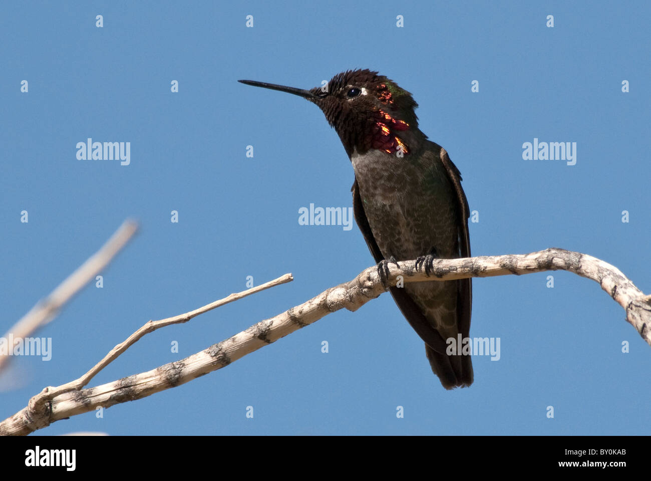 Costa's Hummingbird Calypte costae male Anza Borrego State Park California USA Stock Photo