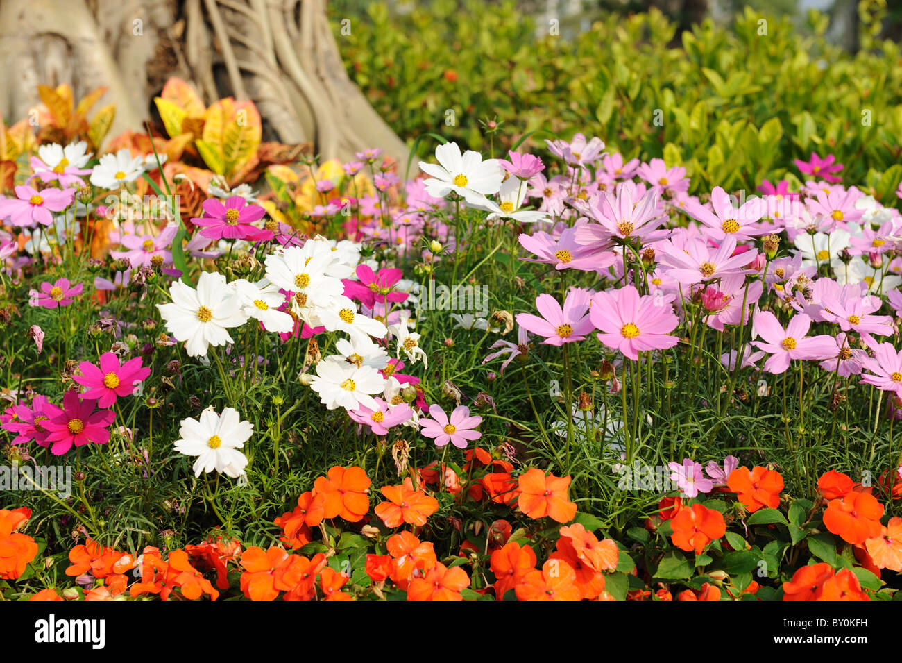Flowers near the tree in the garden Stock Photo Alamy