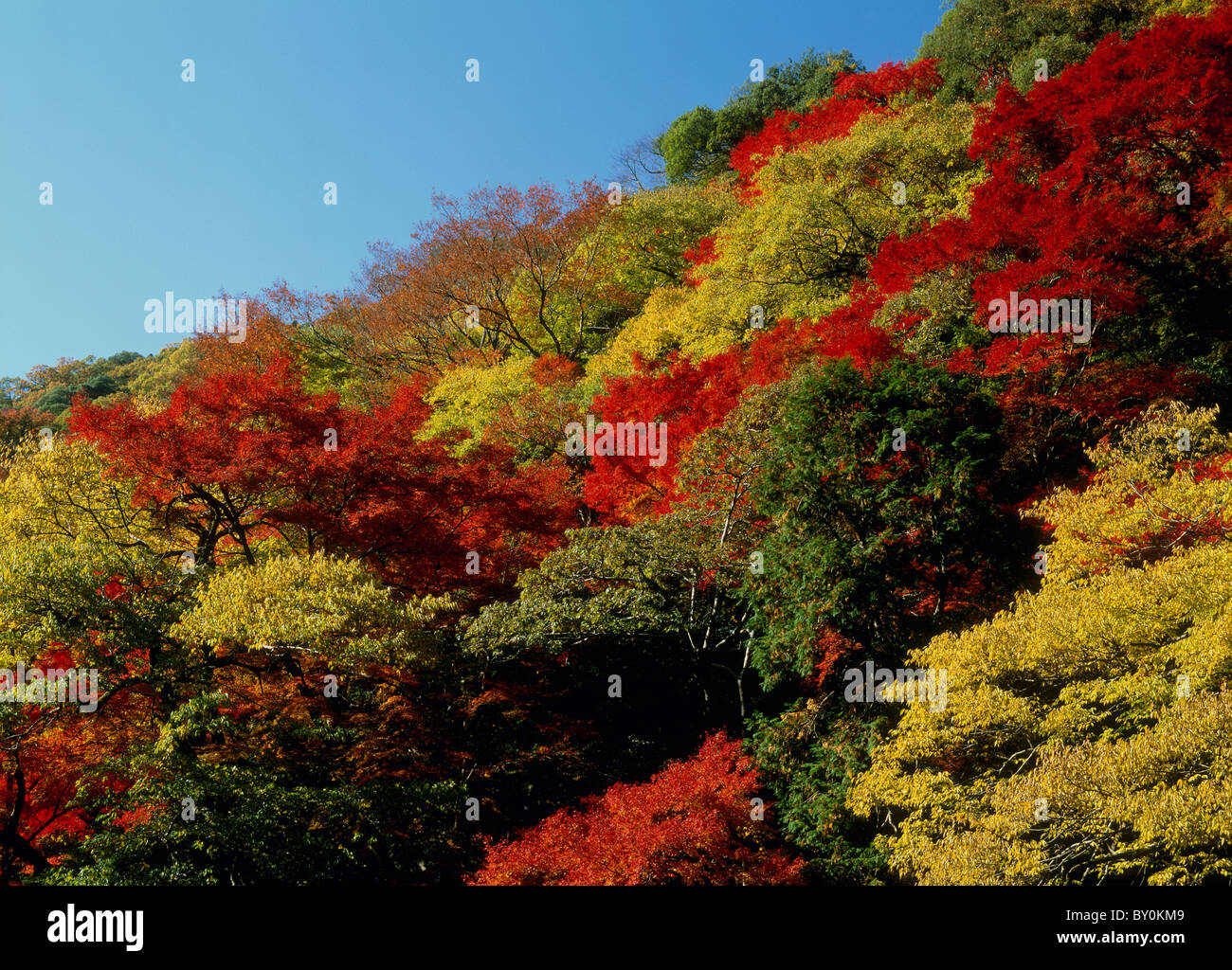 Autumn Leaves of Meiji-no-Mori Minoh Quasi National Park, Minoh, Osaka, Japan Stock Photo
