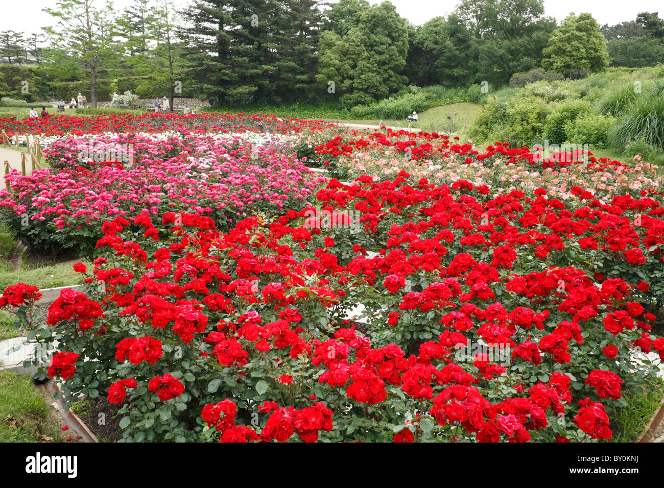 Rose Garden of Hamadera Park, Sakai, Osaka, Japan Stock Photo