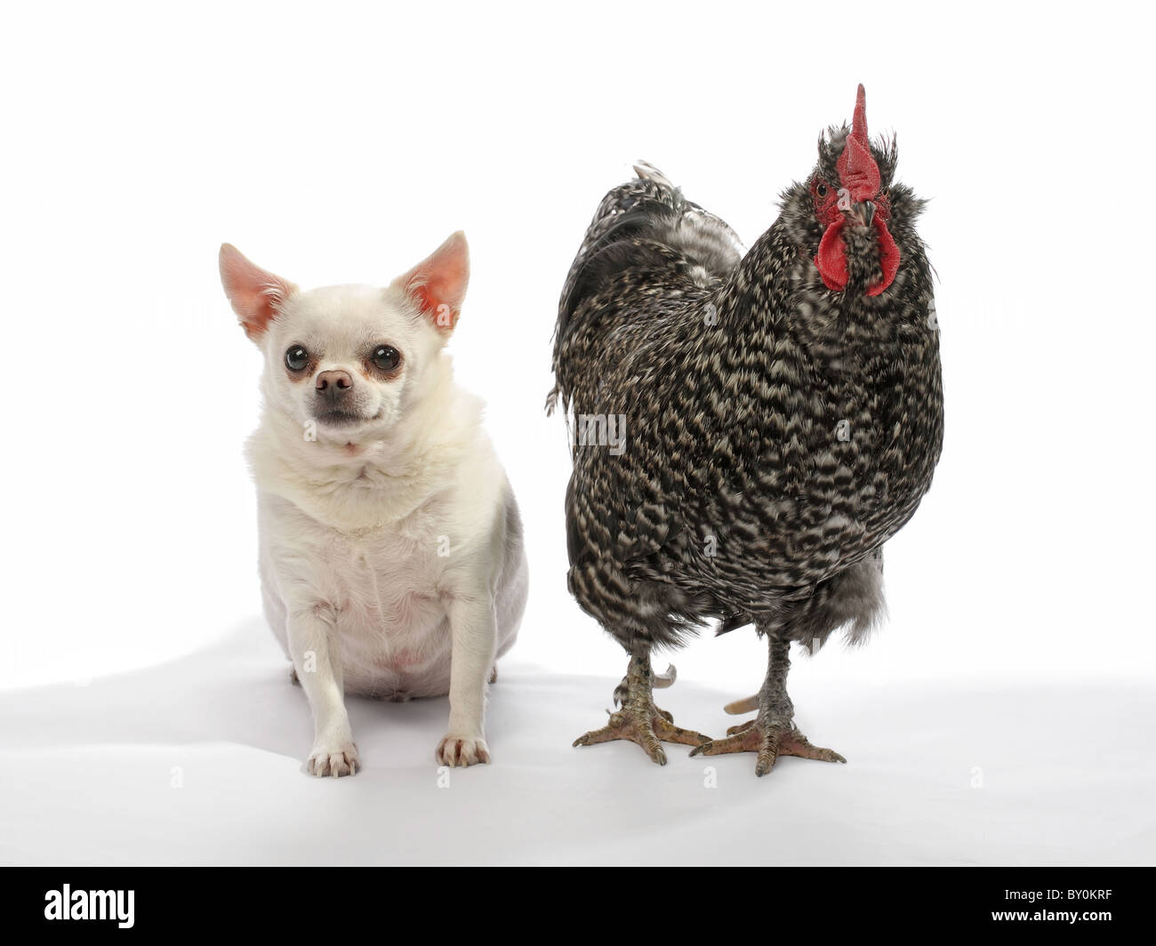 fat chihuahua and rooster chicken together on white background Stock Photo