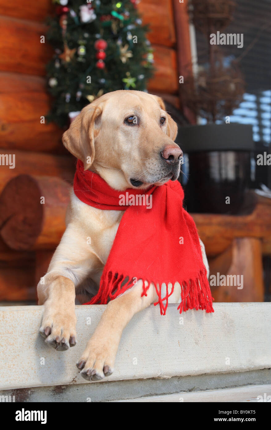 handsome male yellow lab sitting on porch at Christmastime Stock Photo
