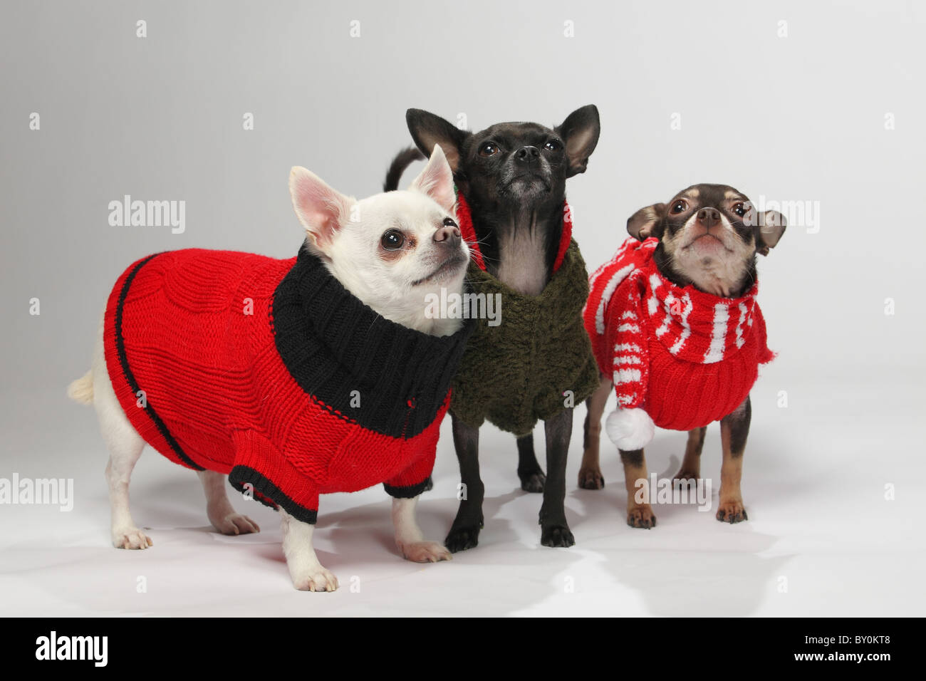 three adorable chihuahua pet dogs dressed in winter outfits Stock Photo
