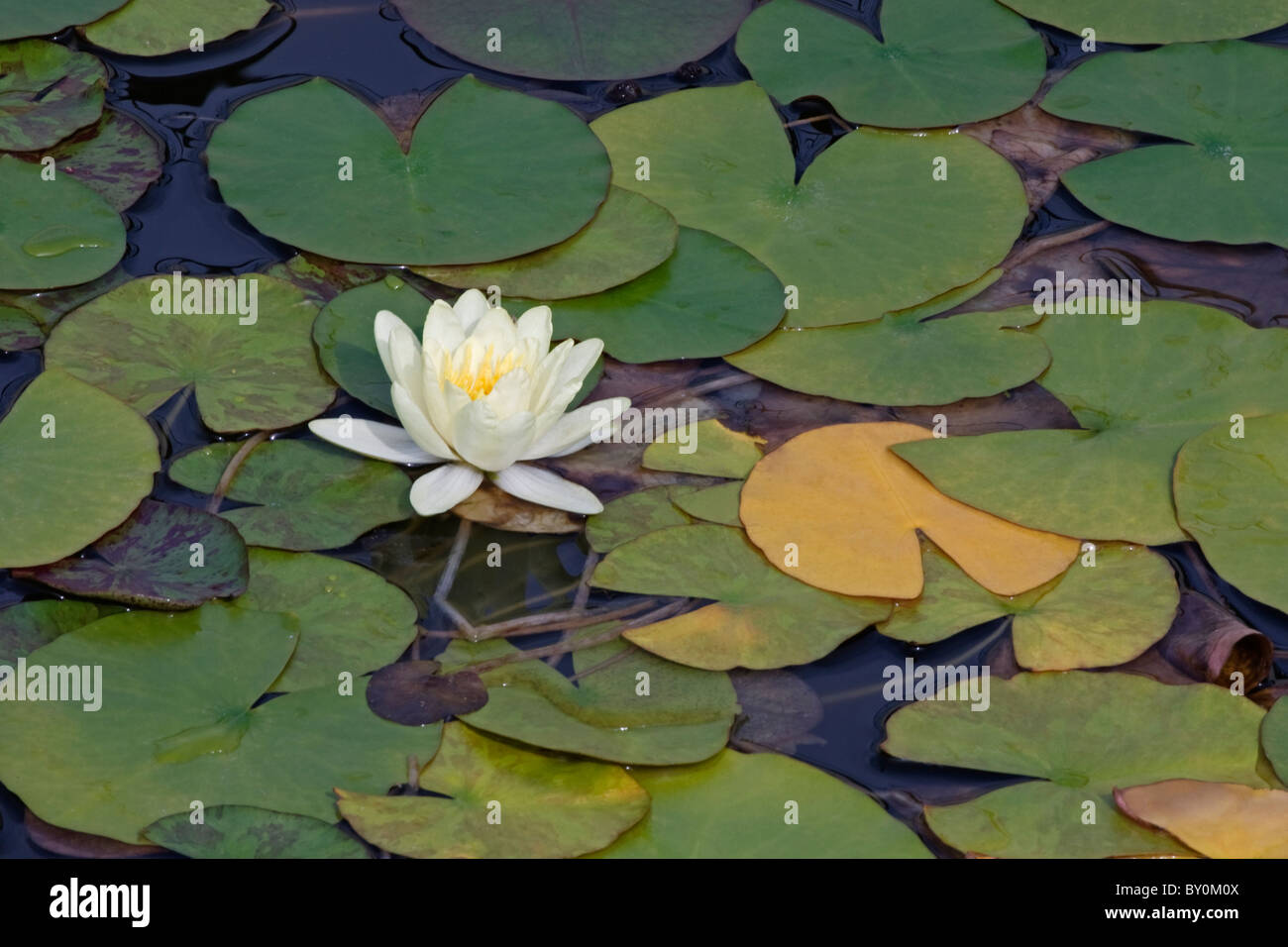 Water lily (Nymphaea sp.), hybrid Stock Photo