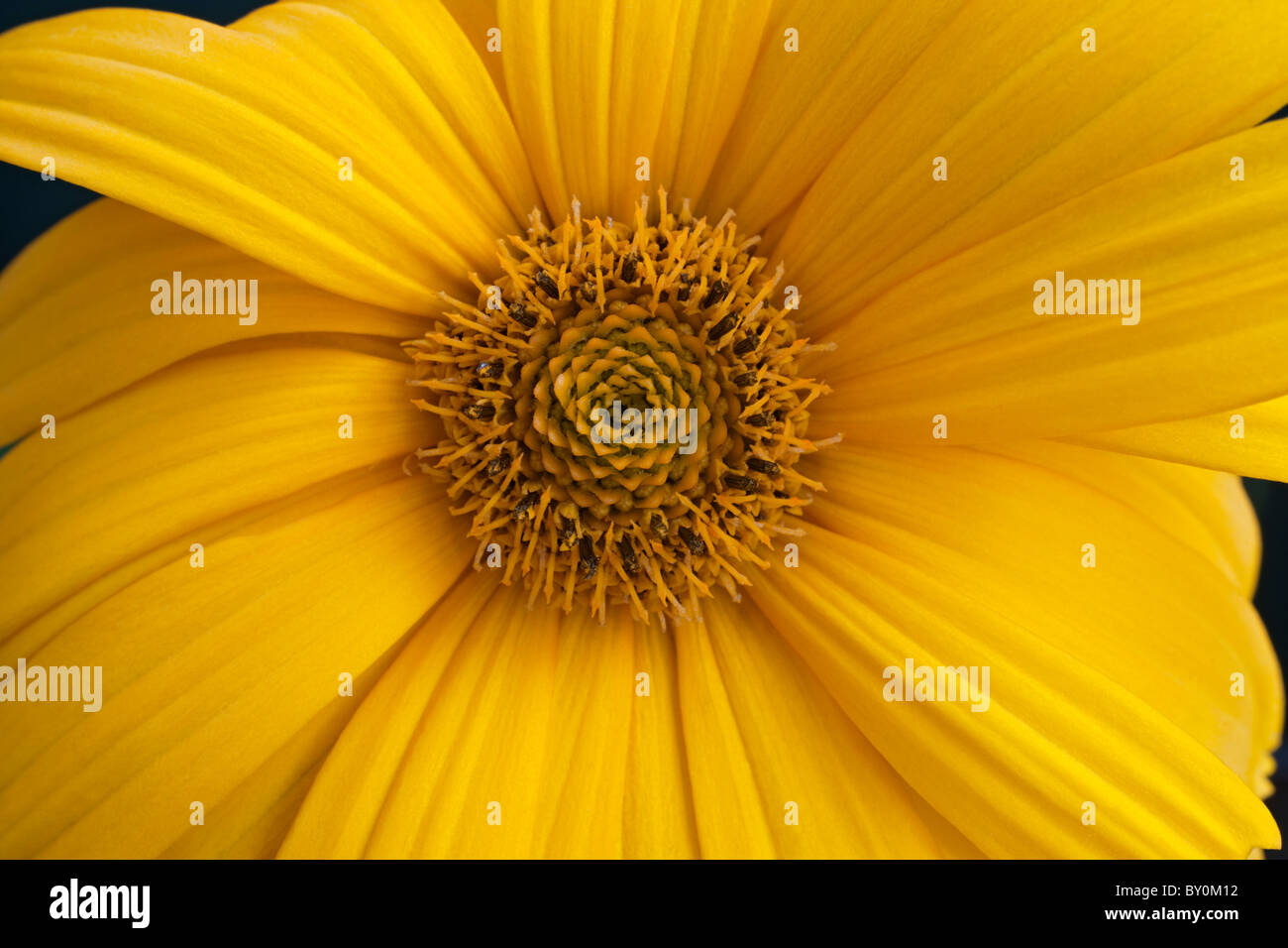 Thin-leaved sunflower (Helianthus decapetalus) Stock Photo