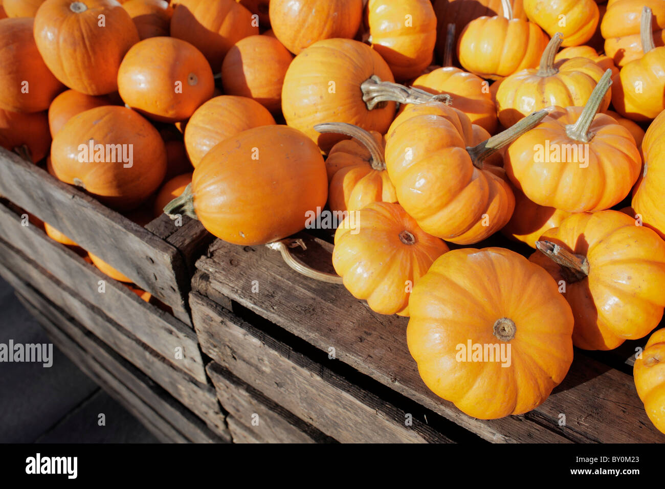 pumpkins for sale Stock Photo