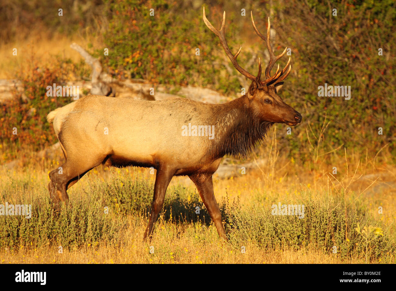 A Tule Elk bull along a woodland edge. Stock Photo