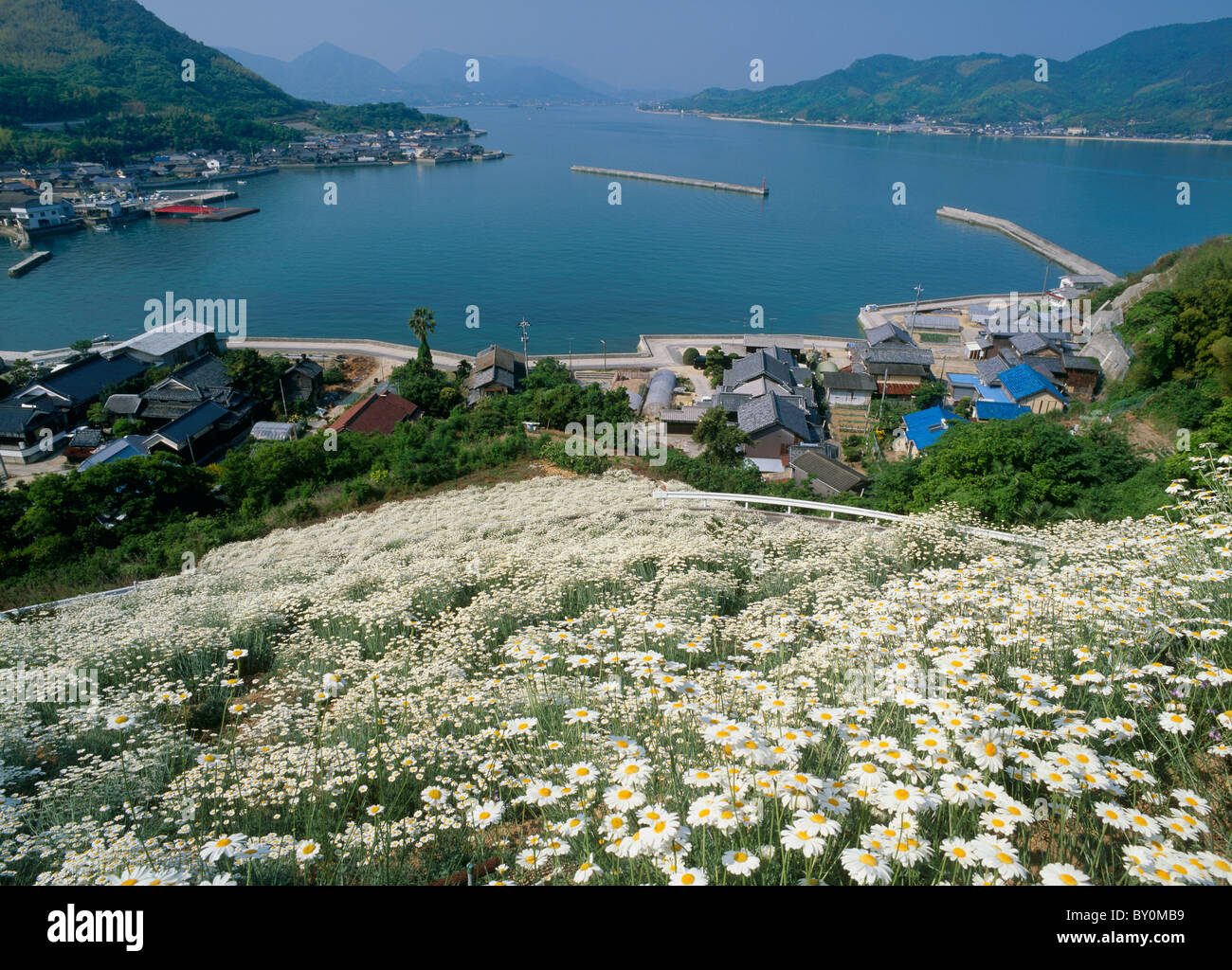 Flower Field of Pyrethrum, Innoshima, Onomichi, Hiroshima, Japan Stock Photo