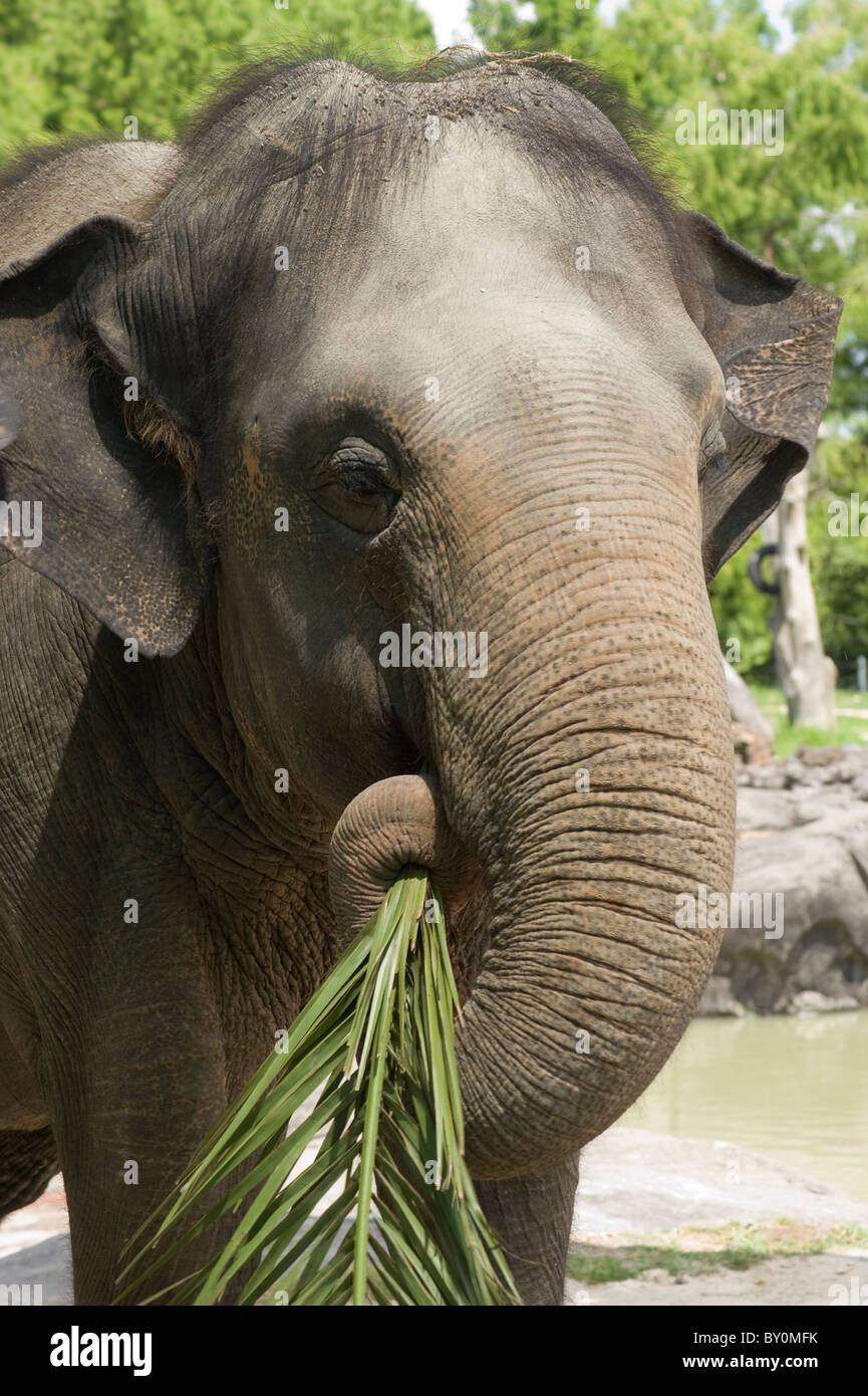 Asian elephant eating hi-res stock photography and images - Alamy