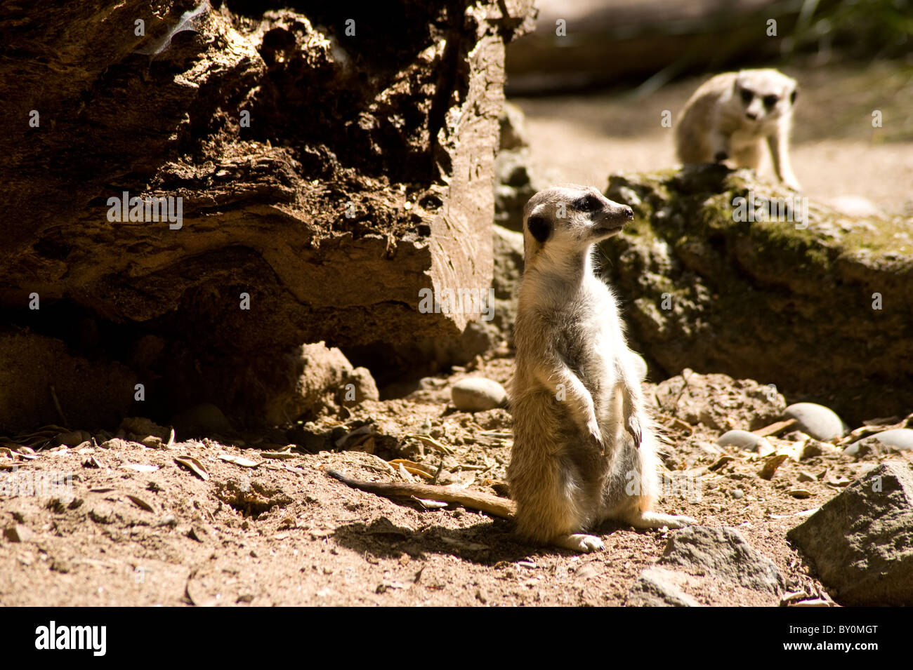 Two meerkat's, one crawling whilst other sitting up on lookout or guard Stock Photo