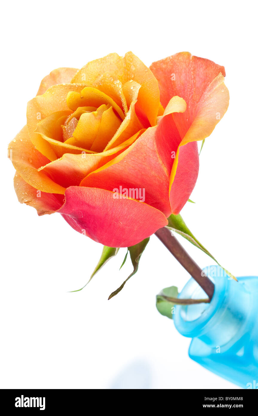 bouquet of pink roses in vase Stock Photo - Alamy