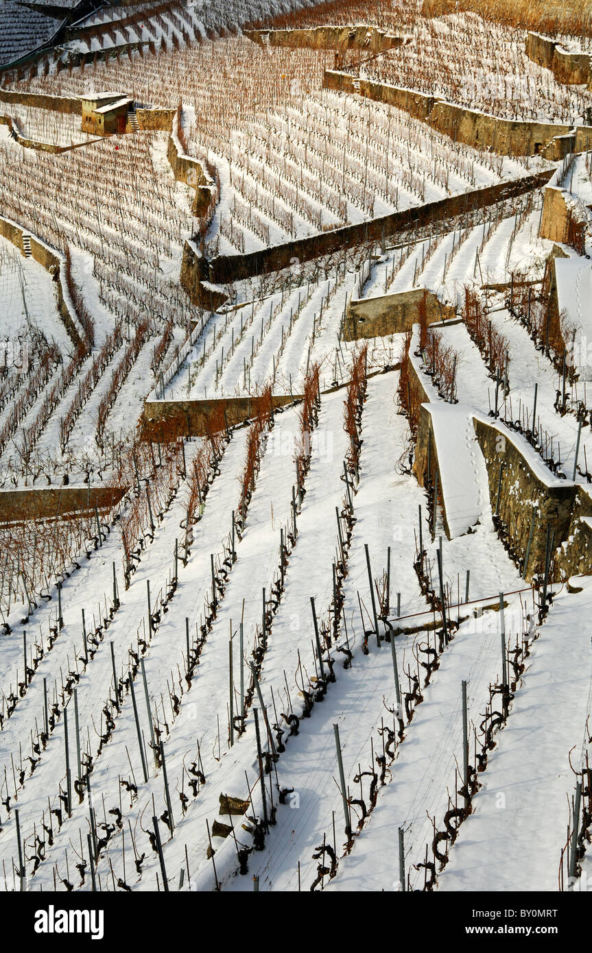 Terraced vineyards in the UNESCO World Heritage site Lavaux near Riva, cantone of Vaud, Switzerland Stock Photo