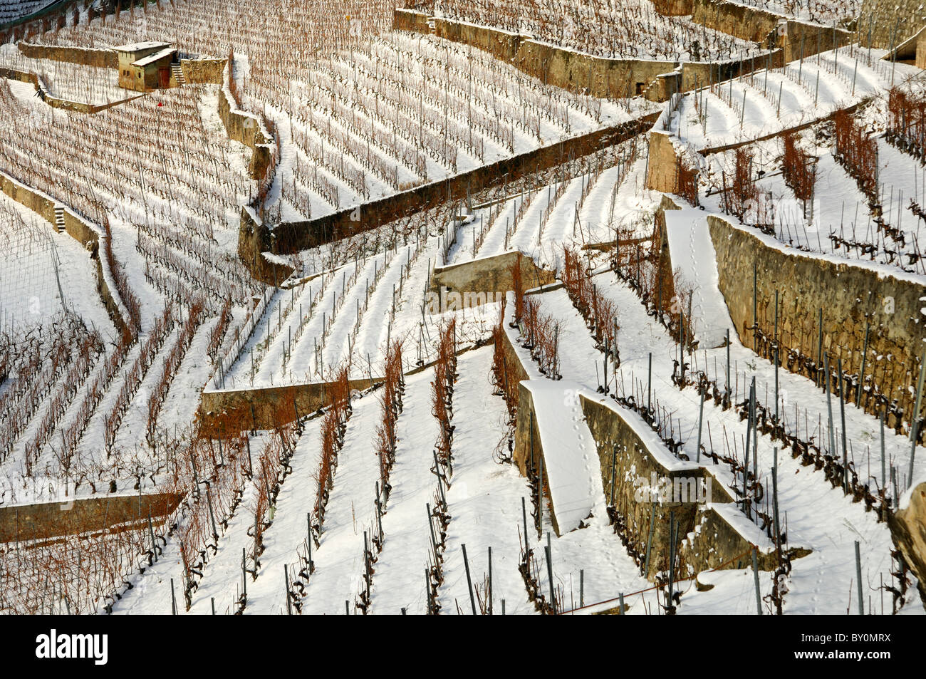 Terraced vineyards in the UNESCO World Heritage site Lavaux near Riva, cantone of Vaud, Switzerland Stock Photo