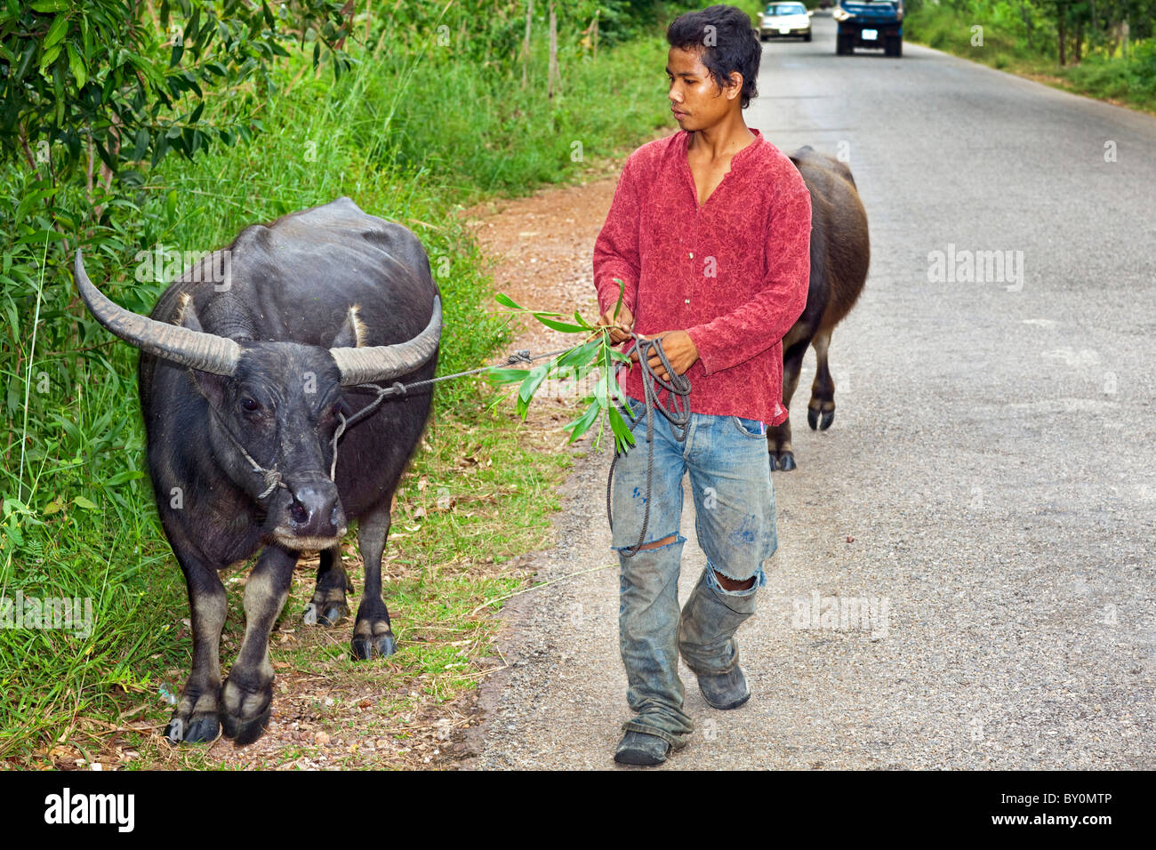 Farming in Cambodia Stock Photo