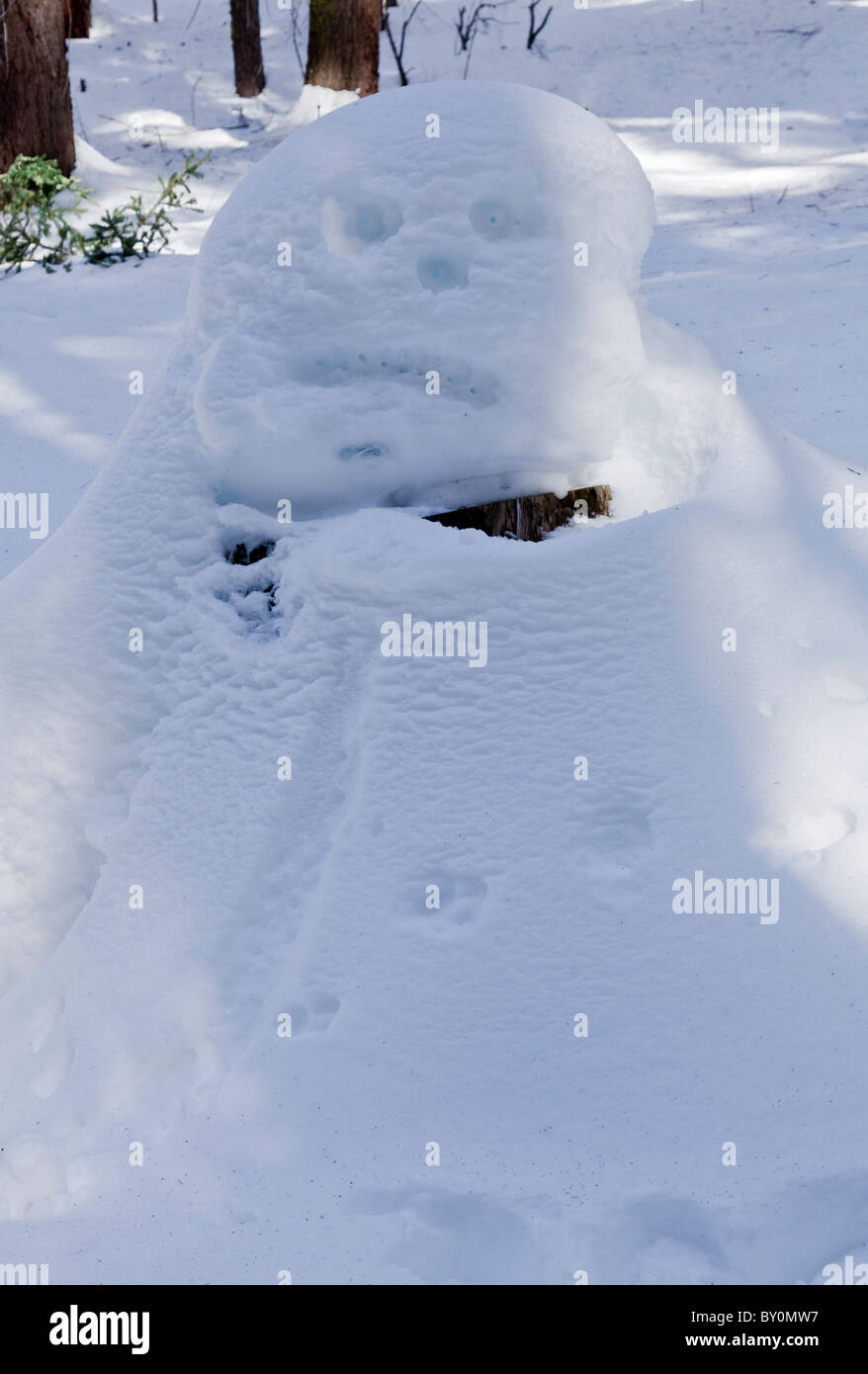 I stumbled upon this guy while snowshoeing in the Sequoia National Park.  He does not look too pleasant, but let me pass. Stock Photo