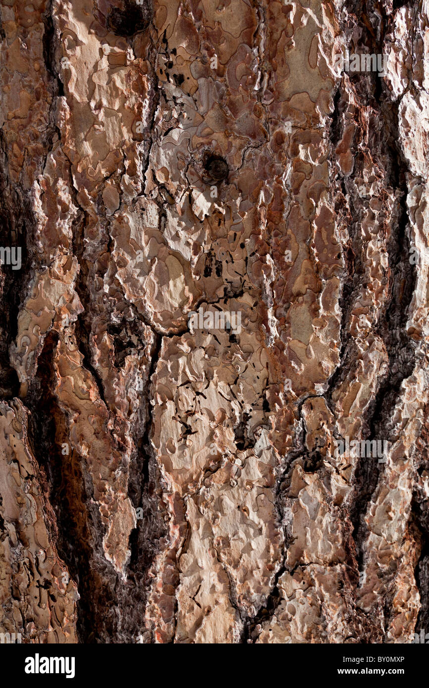 Close up of some amazing bark in the Sequoia National Park.  Side lighting really helps to bring the texture out. Stock Photo