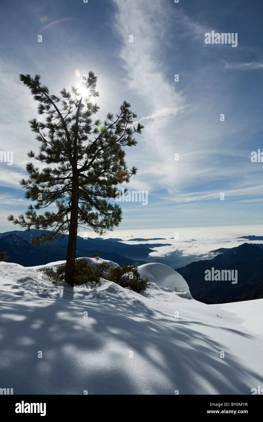 Near Hanging Rock Is This One Lone Pine That Is Positioned Between The Camera And The Sun Standing Above And Below Clouds View Stock Photo Alamy