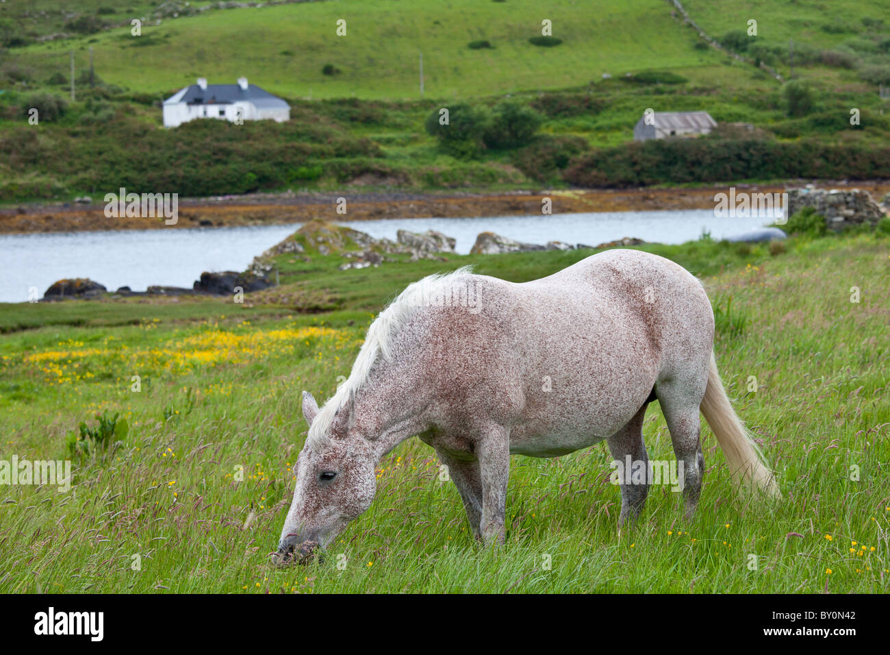 Connemara pony grazing near Cleggan, Connemara, County Galway, West Coast of Ireland Stock Photo