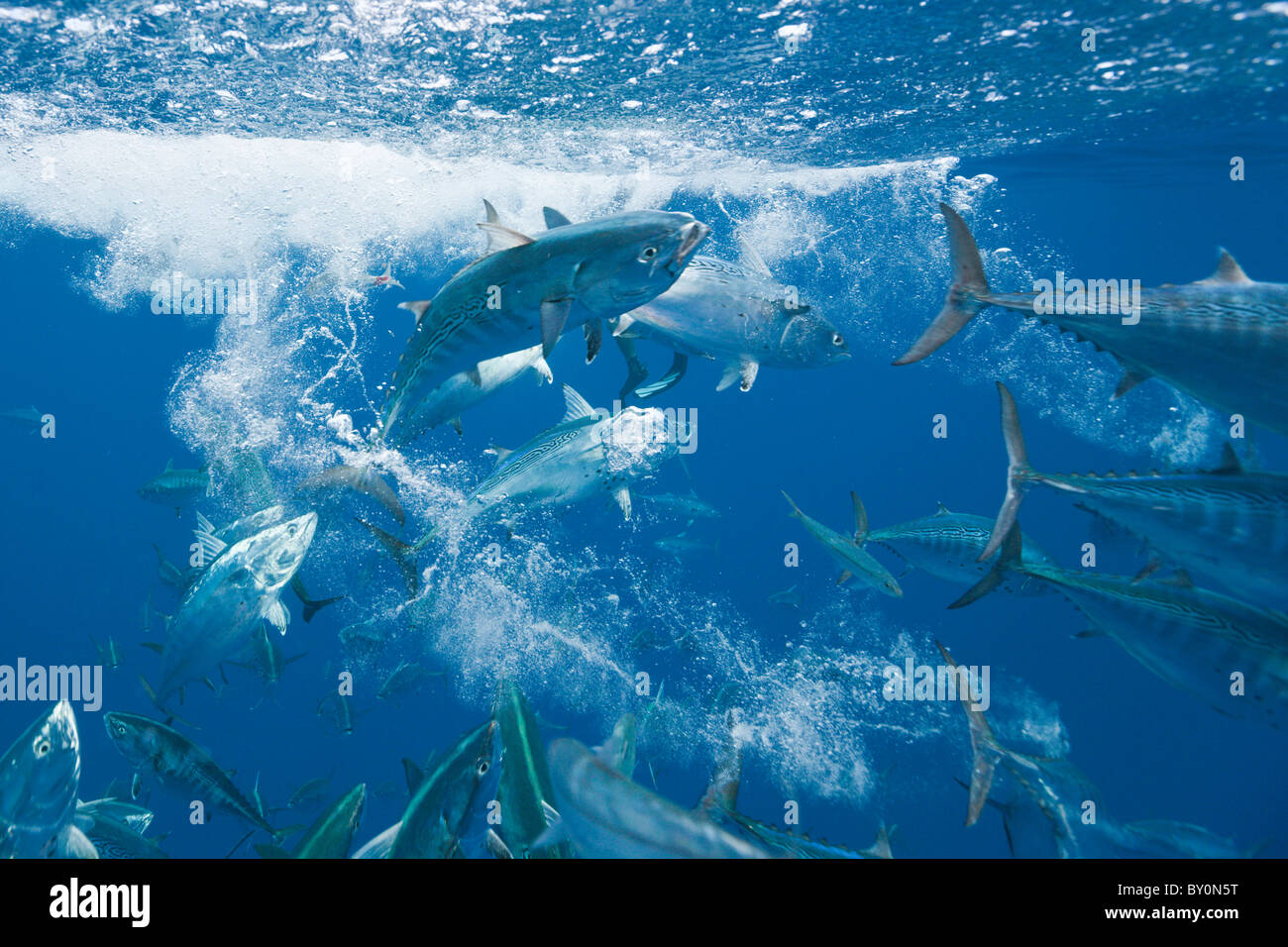 Bonitos hunting Sardines, Sarda sarda, Sardina pilchardus, Isla Mujeres, Yucatan Peninsula, Caribbean Sea, Mexico Stock Photo