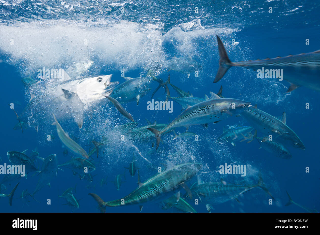 Bonitos hunting Sardines, Sarda sarda, Sardina pilchardus, Isla Mujeres, Yucatan Peninsula, Caribbean Sea, Mexico Stock Photo