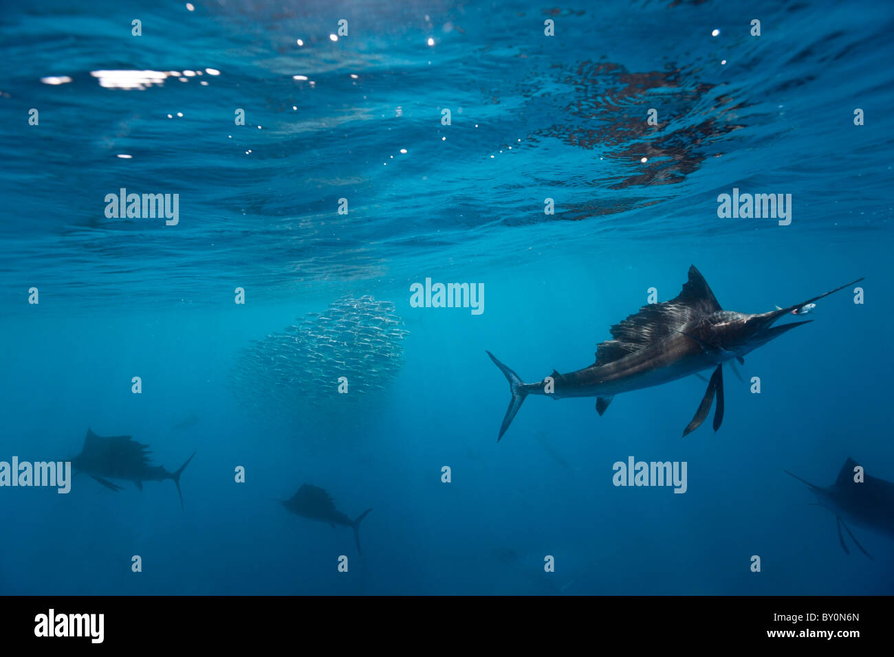 Atlantic Sailfish hunting Sardines, Istiophorus albicans, Isla Mujeres ...