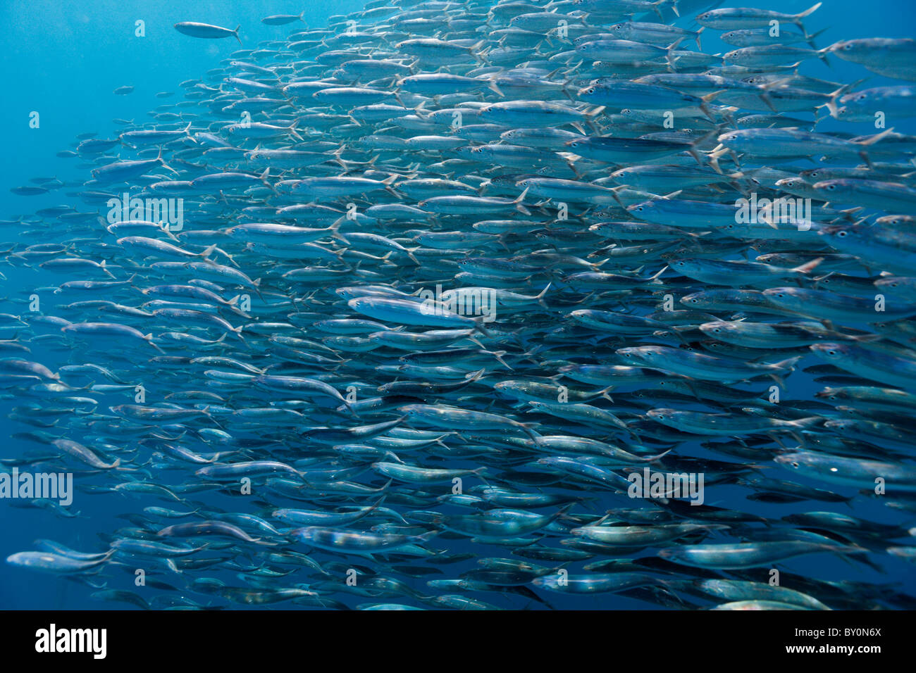 Schooling Sardines, Sardina pilchardus, Isla Mujeres, Yucatan Peninsula, Caribbean Sea, Mexico Stock Photo