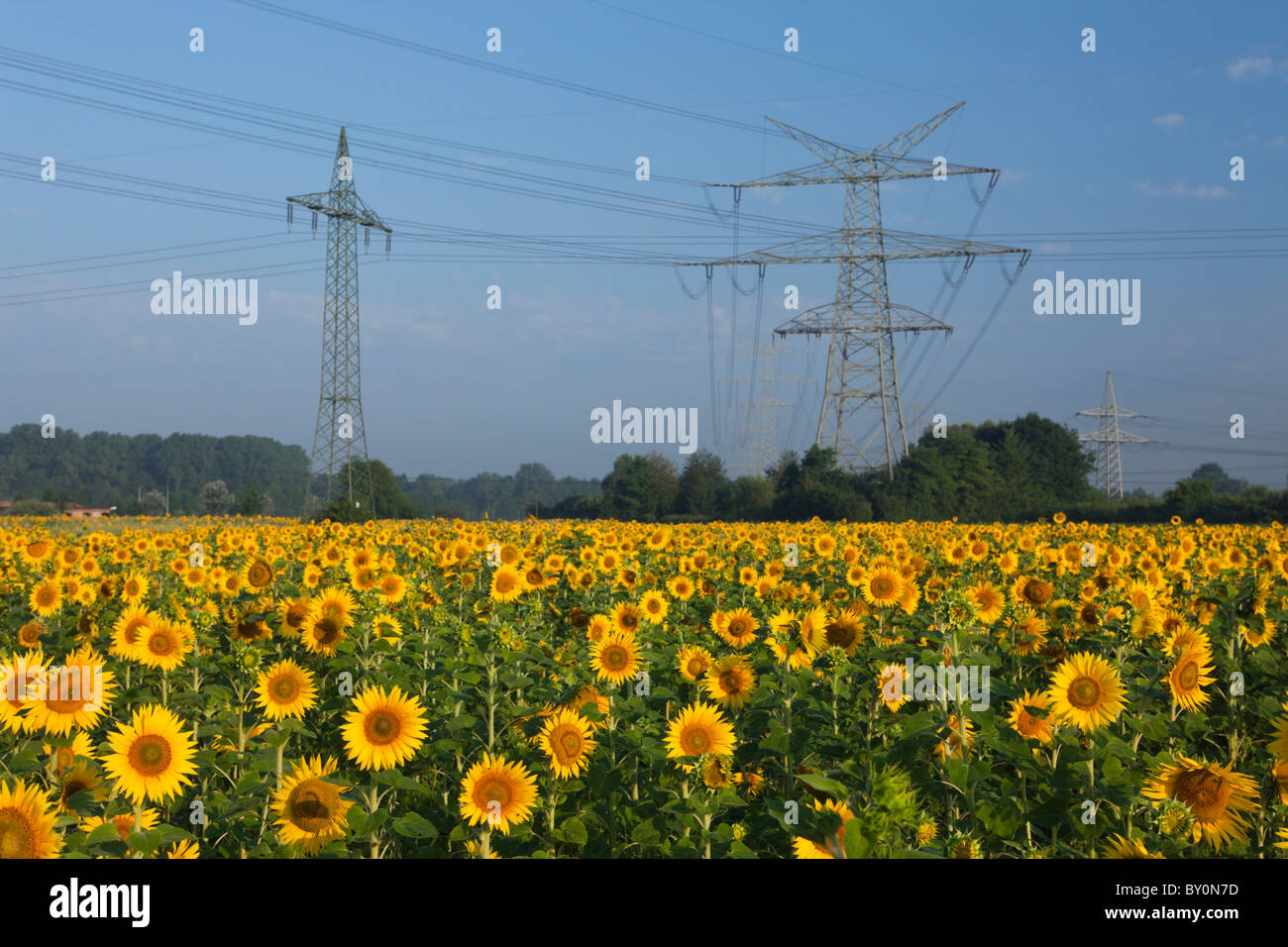 Sunflower Field near Electricity Pylons, Helianthus annuus, Munich, Bavaria, Germany Stock Photo