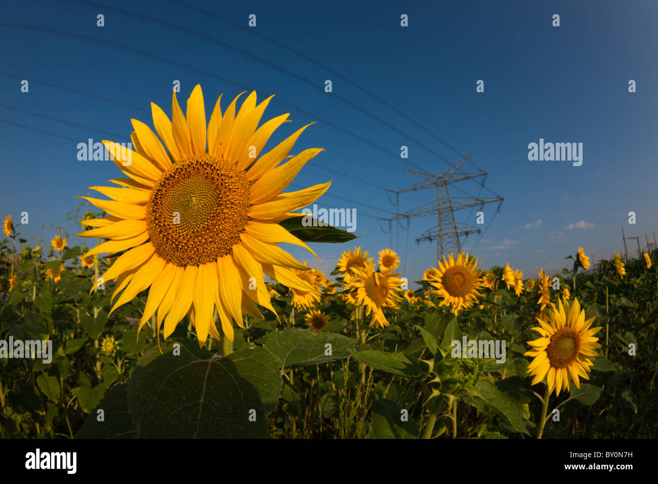 Power Lines over Sunflower Field, Helianthus annuus, Munich, Bavaria, Germany Stock Photo