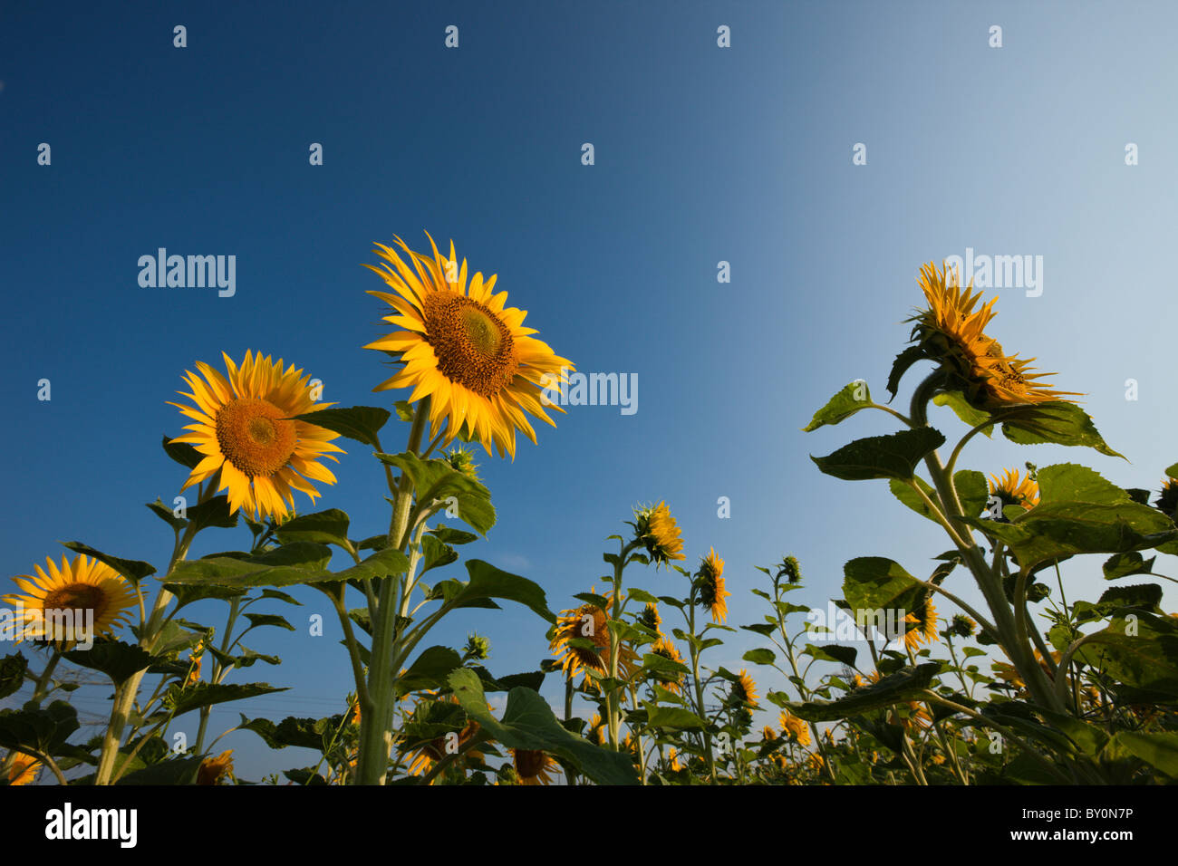 Sunflowers, Helianthus annuus, Munich, Bavaria, Germany Stock Photo