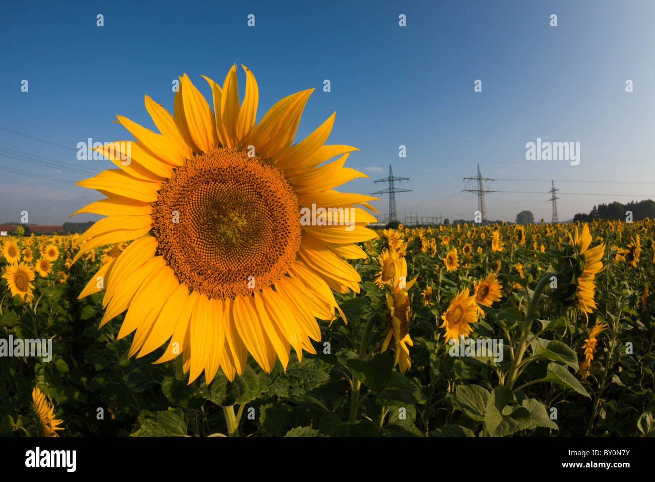 Sunflowers, Helianthus annuus, Munich, Bavaria, Germany Stock Photo