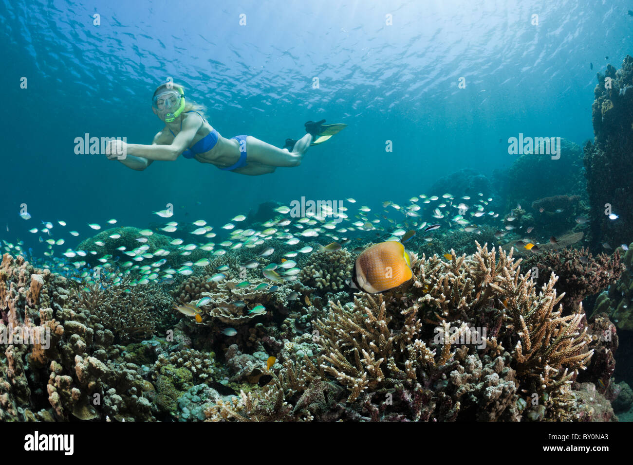 Free diving over Coral Reef, Amed, Bali, Indonesia Stock Photo - Alamy