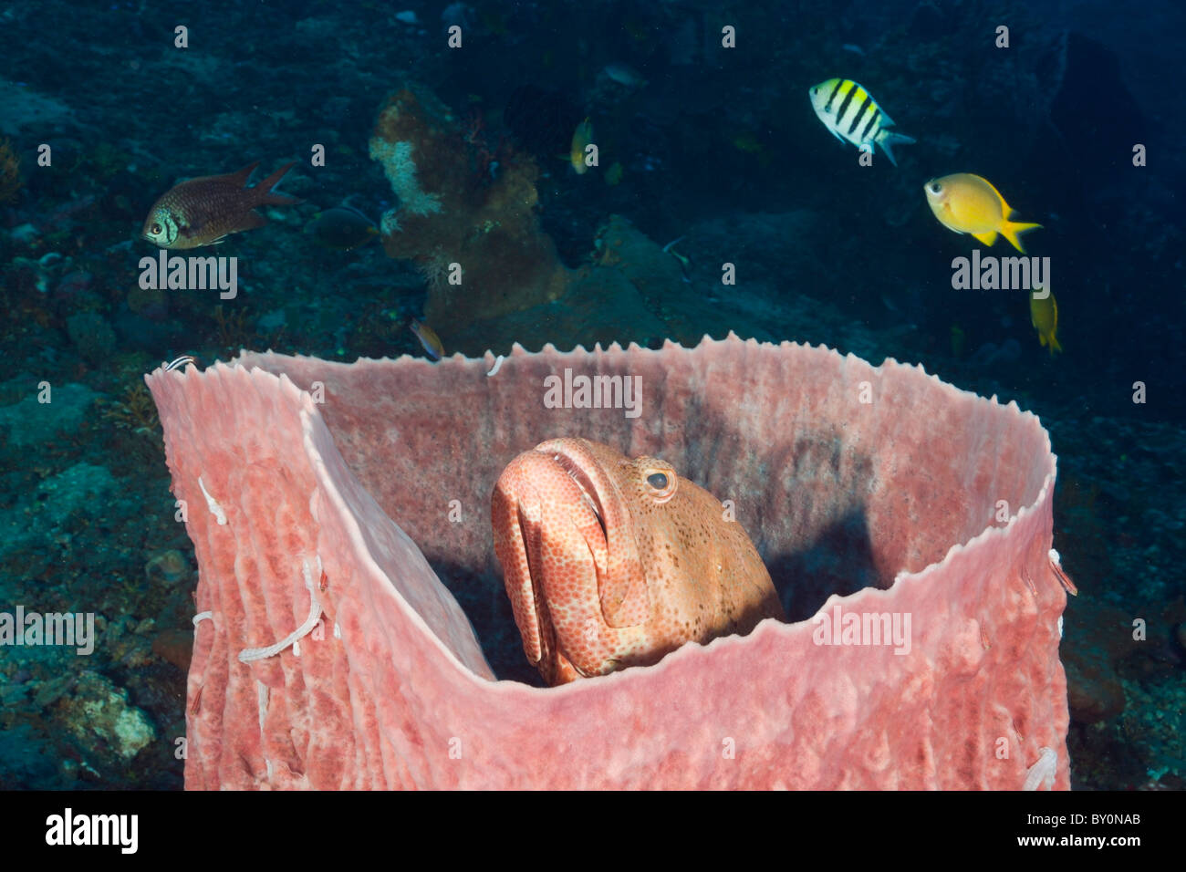 Grouper inside Barrel Sponge, Cephalopholis sp., Xestospongia testudinaria, Amed, Bali, Indonesia Stock Photo