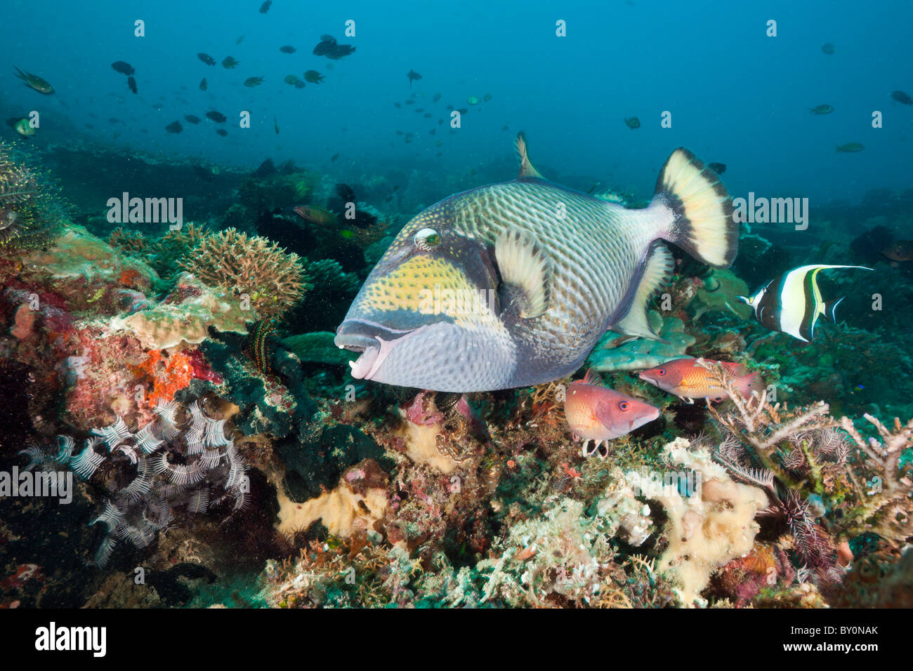 Titan Triggerfish, Balistoides viridescens, Amed, Bali, Indonesia Stock Photo