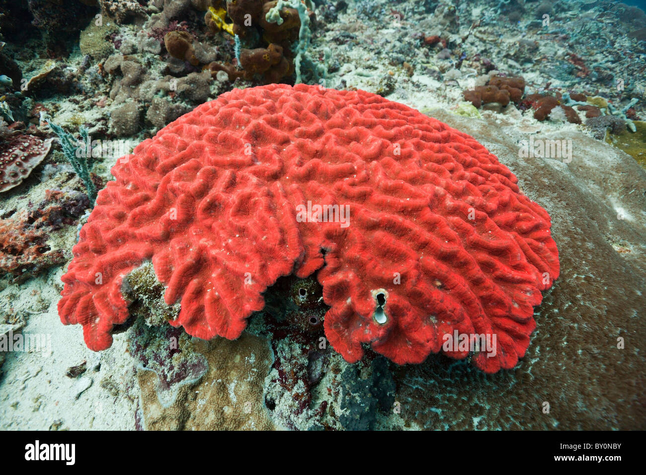 Fluorescent Hard Coral, Platygyra sp., Alam Batu, Bali, Indonesia Stock Photo