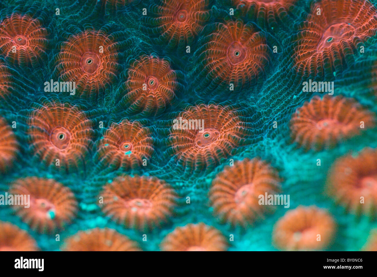 Fluorescent Hard Coral, Diploastrea heliopora, Alam Batu, Bali, Indonesia Stock Photo