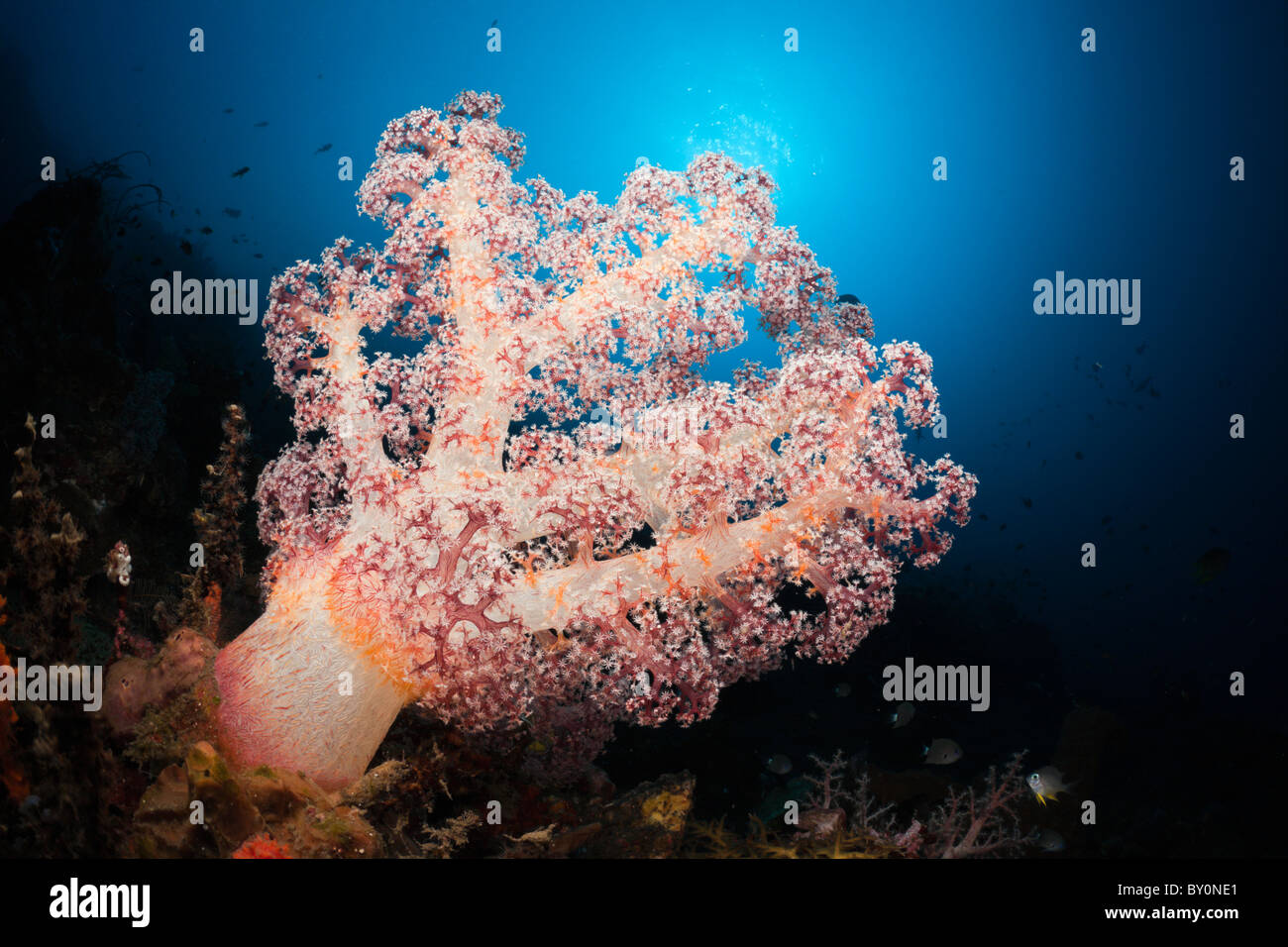 Red Soft Coral, Dendronephthya sp., Alam Batu, Bali, Indonesia Stock Photo