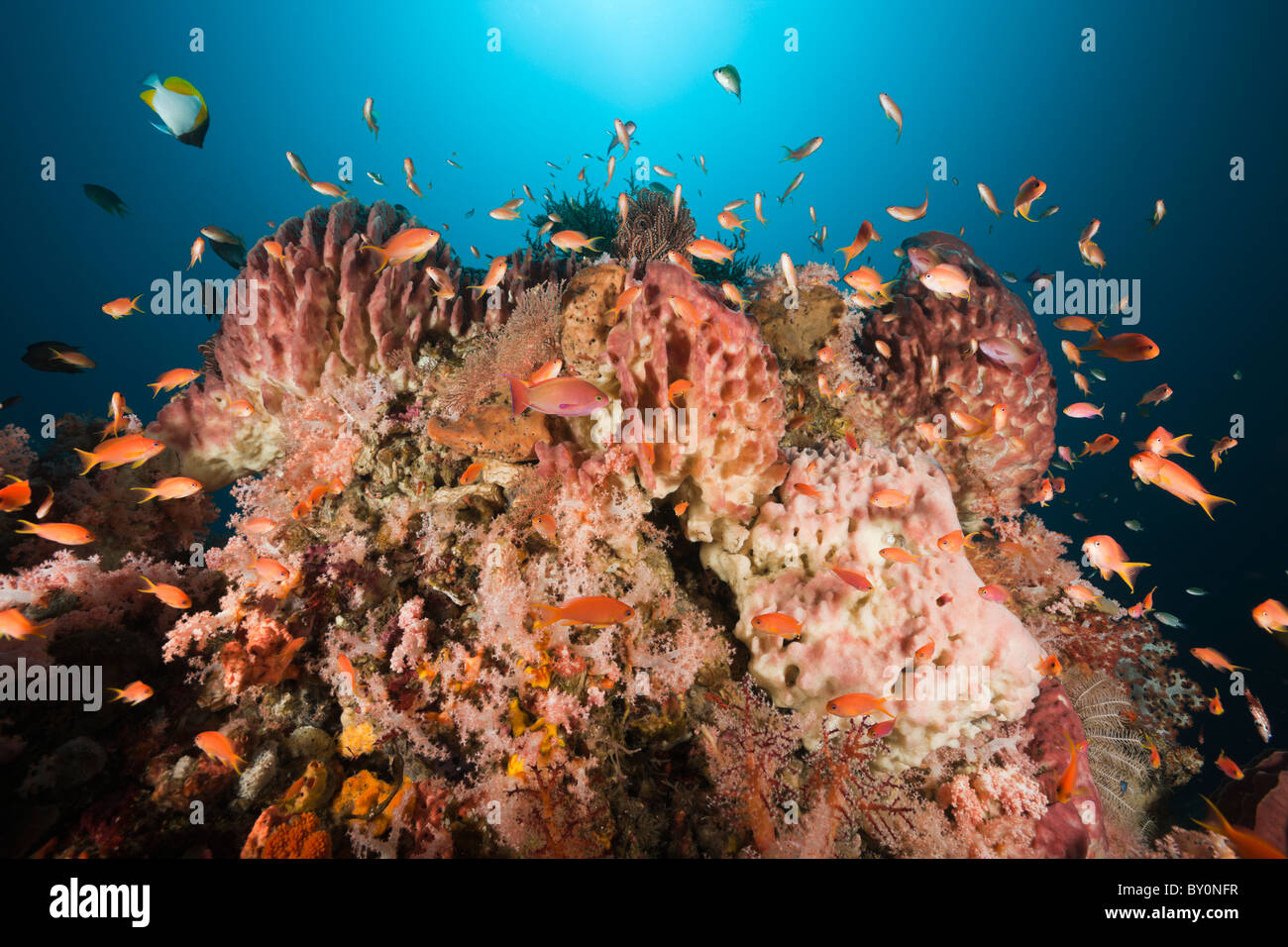Coral Reef with Lyretail Anthias, Pseudanthias squamipinnis, Alam Batu, Bali, Indonesia Stock Photo