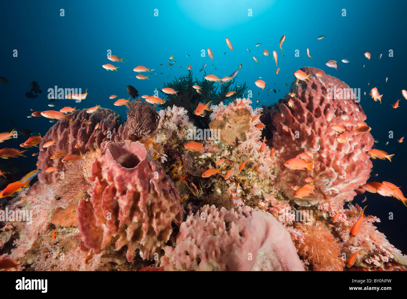 Coral Reef with Lyretail Anthias, Pseudanthias squamipinnis, Alam Batu, Bali, Indonesia Stock Photo