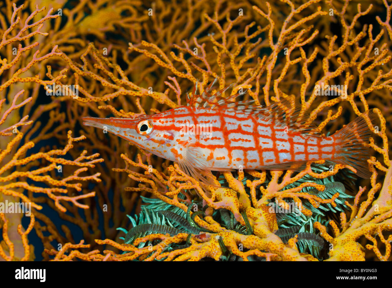 Longnose Hawkfish, Oxycirrhites typus, Alam Batu, Bali, Indonesia Stock Photo