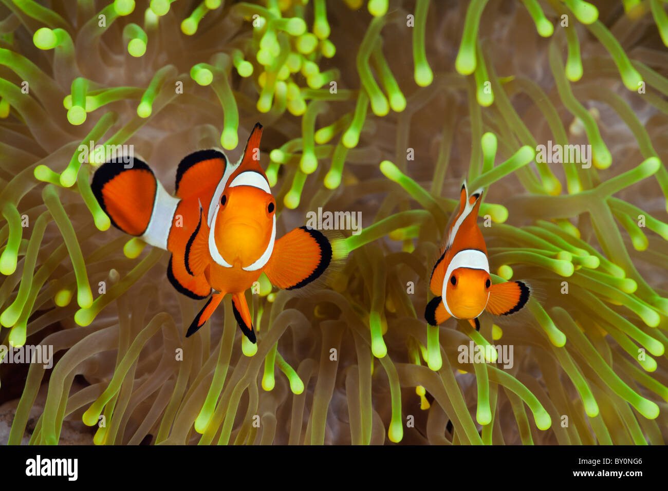 Clown Anemonefish, Amphiprion percula, Alam Batu, Bali, Indonesia Stock Photo