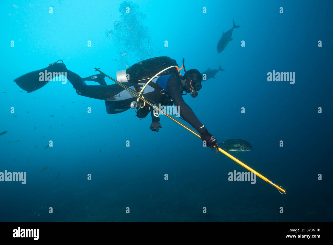 Researcher takes samples of Bull Shark Skin, Beqa Lagoon, Viti Levu, Fiji Stock Photo