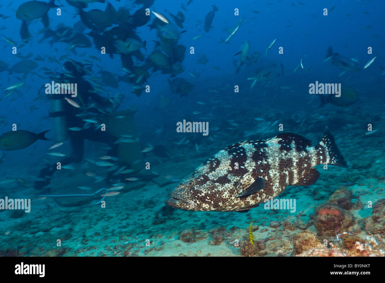 Malabar Grouper, Epinephelus malabaricus, Beqa Lagoon, Viti Levu, Fiji Stock Photo