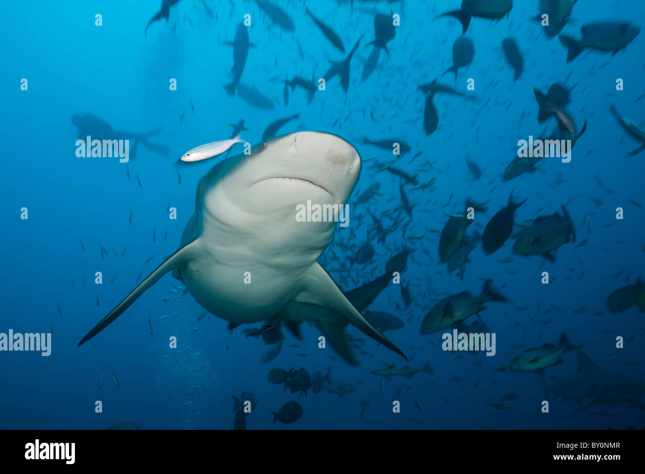 Bull shark carcharhinus leucas beqa hi-res stock photography and images ...